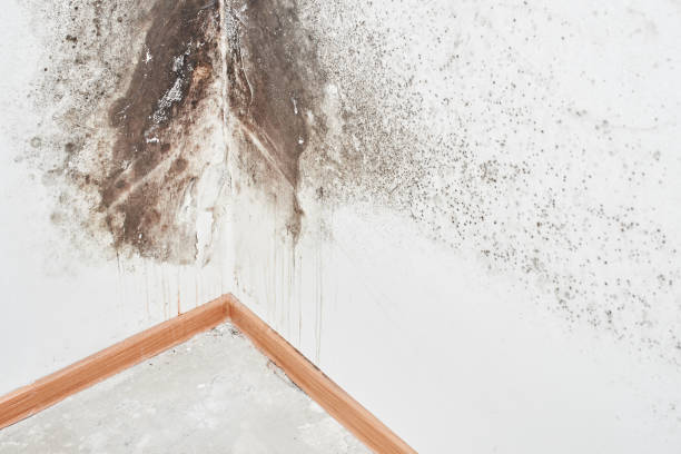 Why You Should Choose Our Mold Remediation Services in Lake Andes, SD